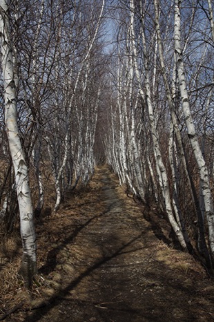 Birch Trail - NHP209